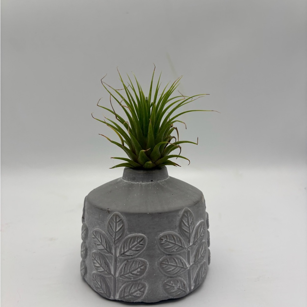 Modern Boho Live Air Plant - Grey Leaf Relief Concrete Pot